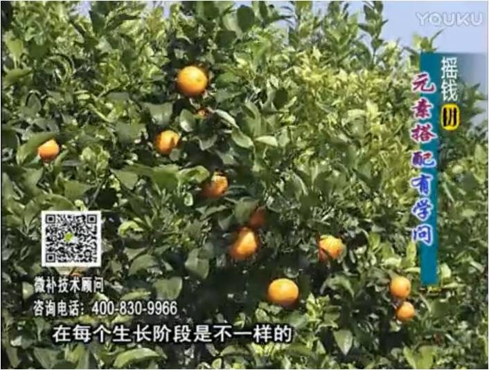 20170306珠江臺搖錢(qián)樹(shù)：柑橘淋沖微補方案，針對不同需求正確補充元素，平衡營(yíng)養健壯長(cháng)