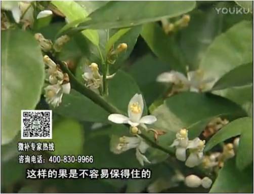 20170313珠江臺搖錢(qián)樹(shù)：柑橘淋沖微補根力鈣+精力，噴微補花力+硼力，來(lái)花健壯，預防減少弱花畸形花
