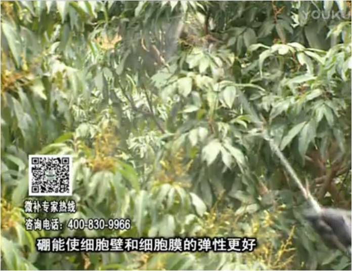 20170313珠江臺搖錢(qián)樹(shù)：荔枝噴微補果力+硼力，保果好