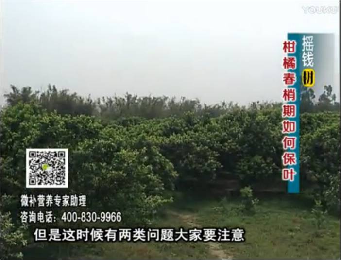 20170327珠江臺搖錢(qián)樹(shù)：柑橘預防春梢不轉綠，撒微補倍力、淋沖力鎂