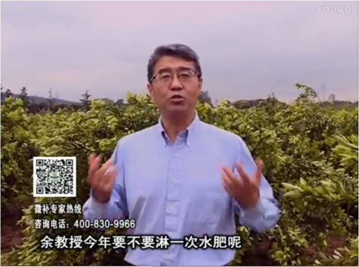 20170424珠江臺搖錢(qián)樹(shù)：柑橘樹(shù)弱保果難度大，淋沖微補根力鈣+精力+精華粉，保樹(shù)保果好