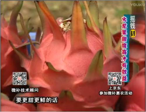 20170417珠江臺搖錢(qián)樹(shù)：火龍果用微補方案，開(kāi)花坐果好，提高品質(zhì)
