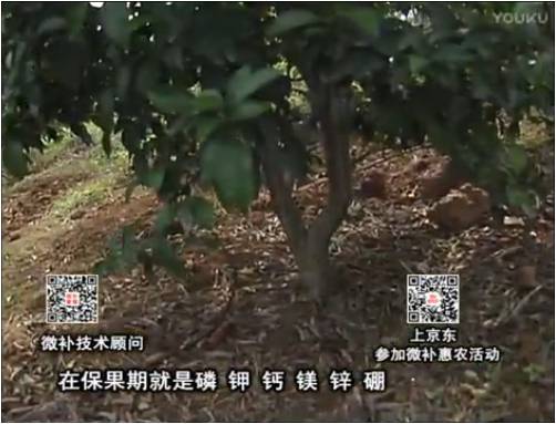 20170417珠江臺搖錢(qián)樹(shù)：柑橘?lài)娛┪⒀a果力+硼力+精華粉，保果好，果青綠