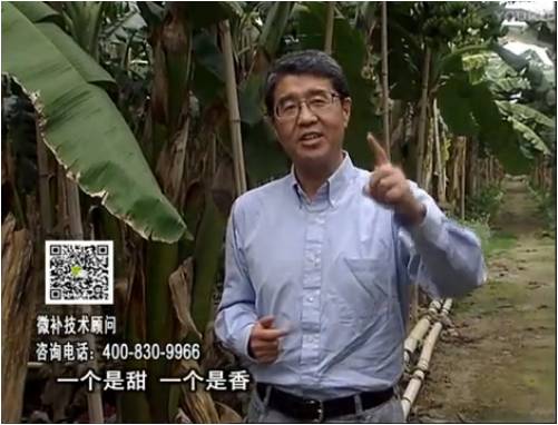 20170327珠江臺搖錢(qián)樹(shù)：香蕉噴施微補果力+碧力+壯力、撒微補倍力，提高品質(zhì)、同時(shí)減肥提產(chǎn)