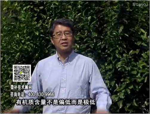 20170327珠江臺搖錢(qián)樹(shù)：撒施因迪樂(lè )有機肥、用因迪樂(lè )有機精華粉，調酸增加果地有機質(zhì)