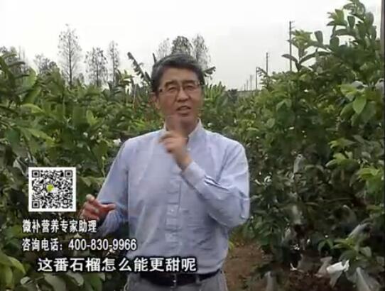 20170327珠江臺搖錢(qián)樹(shù)：番石榴噴施微補果力+壯力，補充磷鉀鈣鎂等，促進(jìn)果甜品質(zhì)高