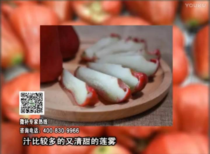 20170424珠江臺搖錢(qián)樹(shù)：蓮霧淋沖微補水肥，壯長(cháng)、提高果實(shí)品質(zhì)賣(mài)價(jià)