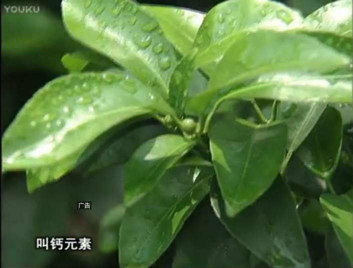 20170508珠江臺搖錢(qián)樹(shù)：柑橘澆施微補根力鈣，補鈣，促根健壯長(cháng)勢