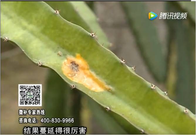 20170522珠江臺搖錢(qián)樹(shù)：火龍果爛葉病多怎么辦？
