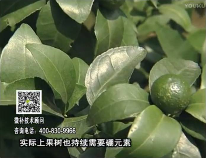 20170529珠江臺搖錢(qián)樹(shù)：貢柑蜜柚噴施微補蓋力+硼力，預防減少缺硼鈣裂果