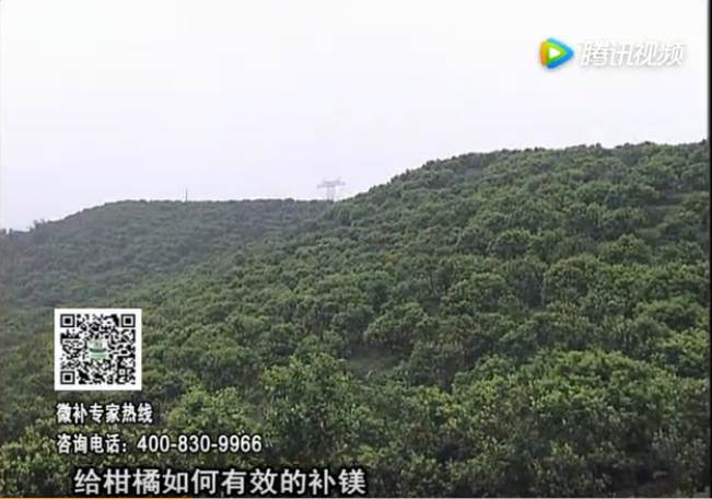 20170522珠江臺搖錢(qián)樹(shù)：柑橘落果黃葉是缺鎂？