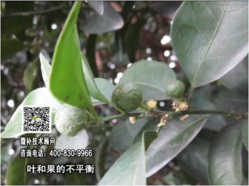 20170501珠江臺搖錢(qián)樹(shù)：柑橘?lài)娛┪⒀a果力+碧力、淋根力鈣+沖力鎂，穩果少落果，促根壯長(cháng)勢