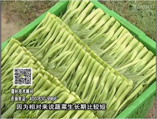 20170306珠江臺搖錢(qián)樹(shù)：蔬菜澆施微補根力鈣+精力，提高蔬菜長(cháng)勢，減少病害，提高收益