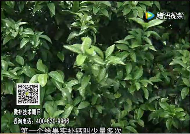 20170605珠江臺搖錢(qián)樹(shù)：柑橘果實(shí)補鈣如何做？