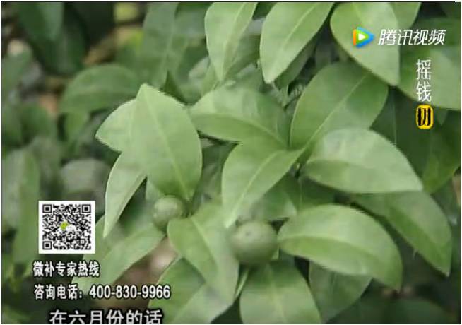 珠江臺搖錢(qián)樹(shù)：柑橘樹(shù)如何調酸保葉？