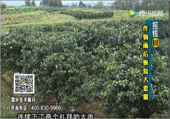 20170626珠江臺搖錢(qián)樹(shù)：果樹(shù)蔬菜長(cháng)勢弱落果？
