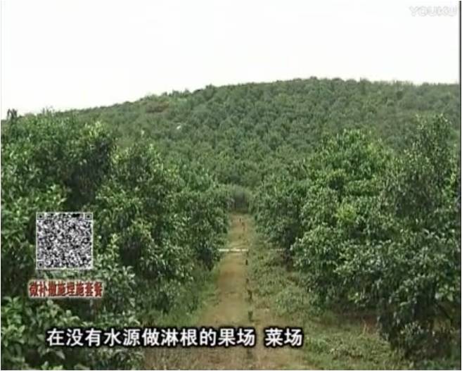 20170703珠江臺搖錢(qián)樹(shù)：雨水多樹(shù)勢弱，撒施因迪樂(lè )調酸促根壯長(cháng)勢