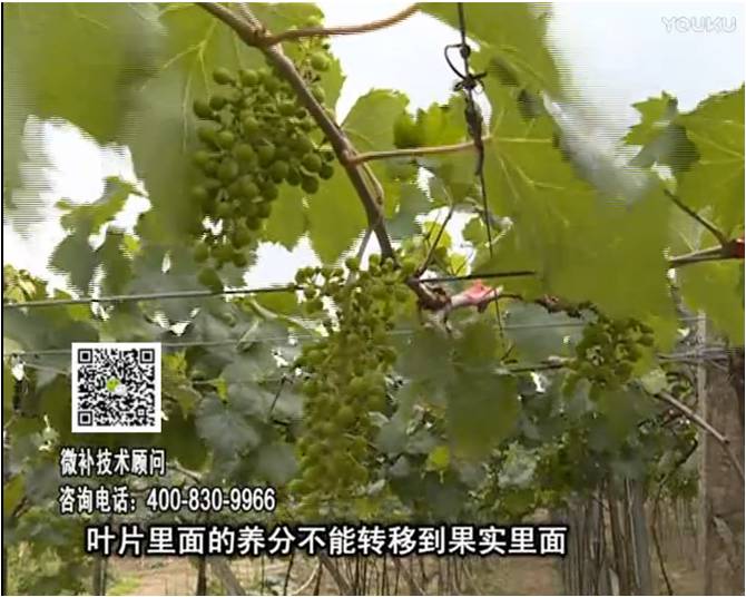20170717珠江臺搖錢(qián)樹(shù)：果實(shí)補鈣充足，噴施螯合鈣+精華液+保葉素，品質(zhì)高、耐存儲