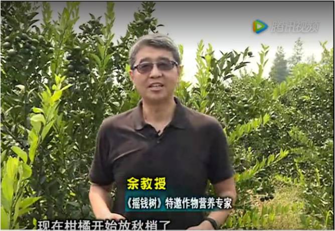 20170821珠江臺搖錢(qián)樹(shù)：柑橘如何放秋梢？