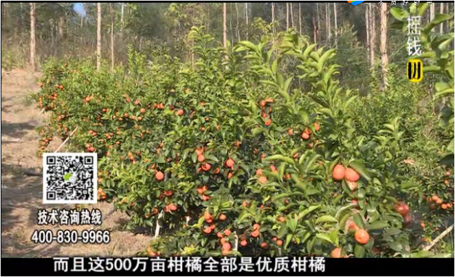 20180115珠江臺搖錢(qián)樹(shù)：廣西柑橘微補全年管理樹(shù)壯增產(chǎn)