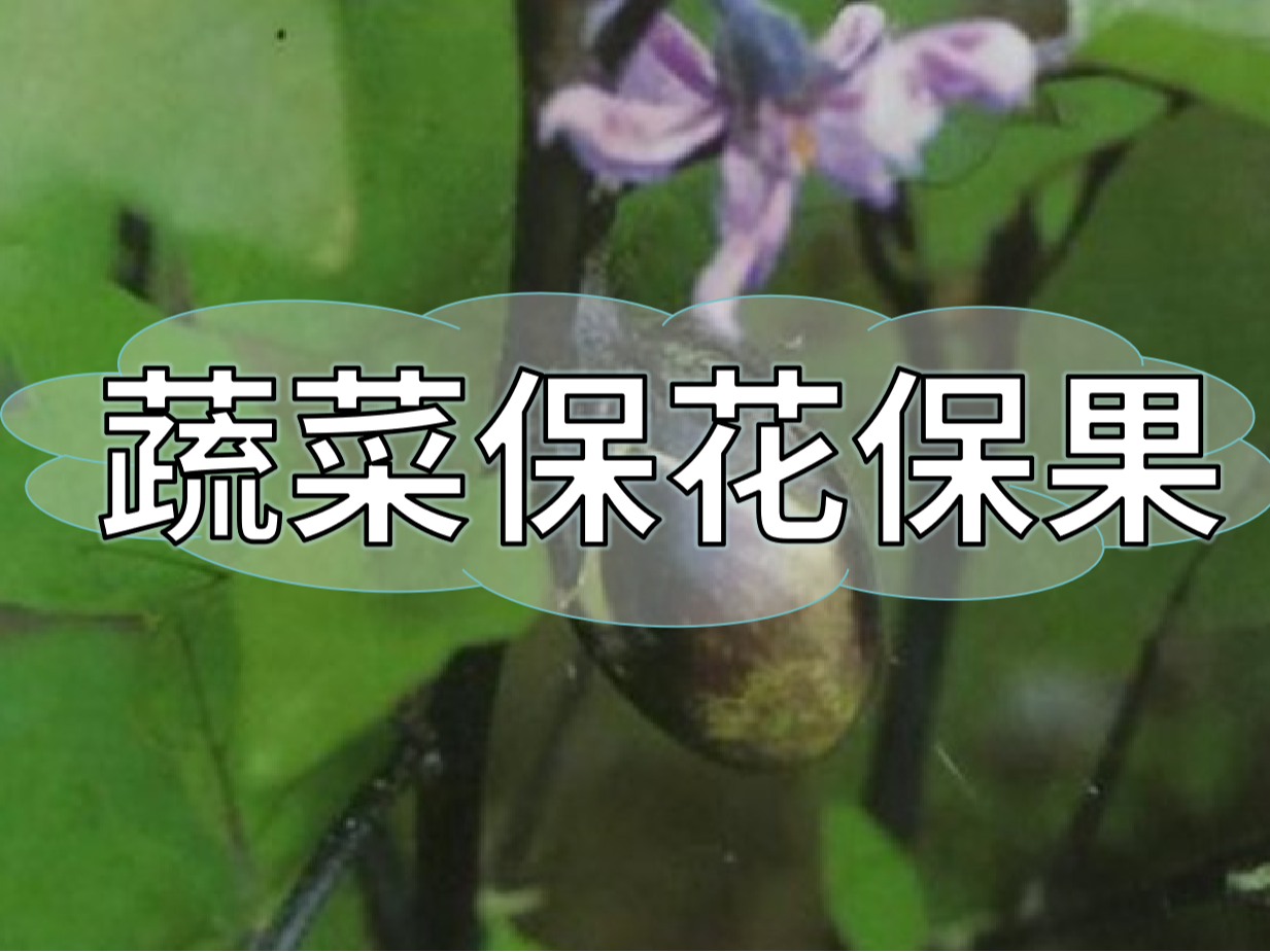 蔬菜高溫花少坐果少，一套方案促花保果