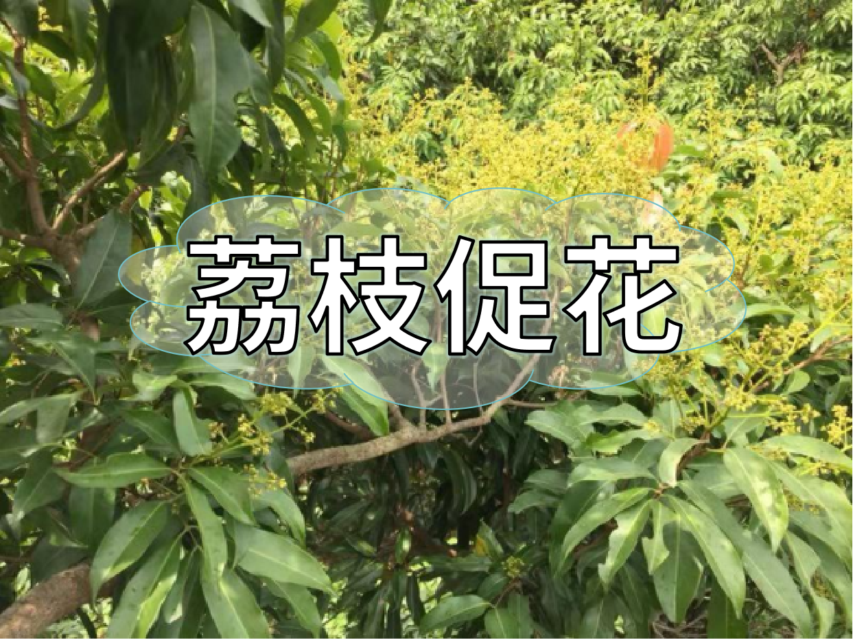 荔枝控梢期，做好促花工作，來(lái)年高產(chǎn)有基礎