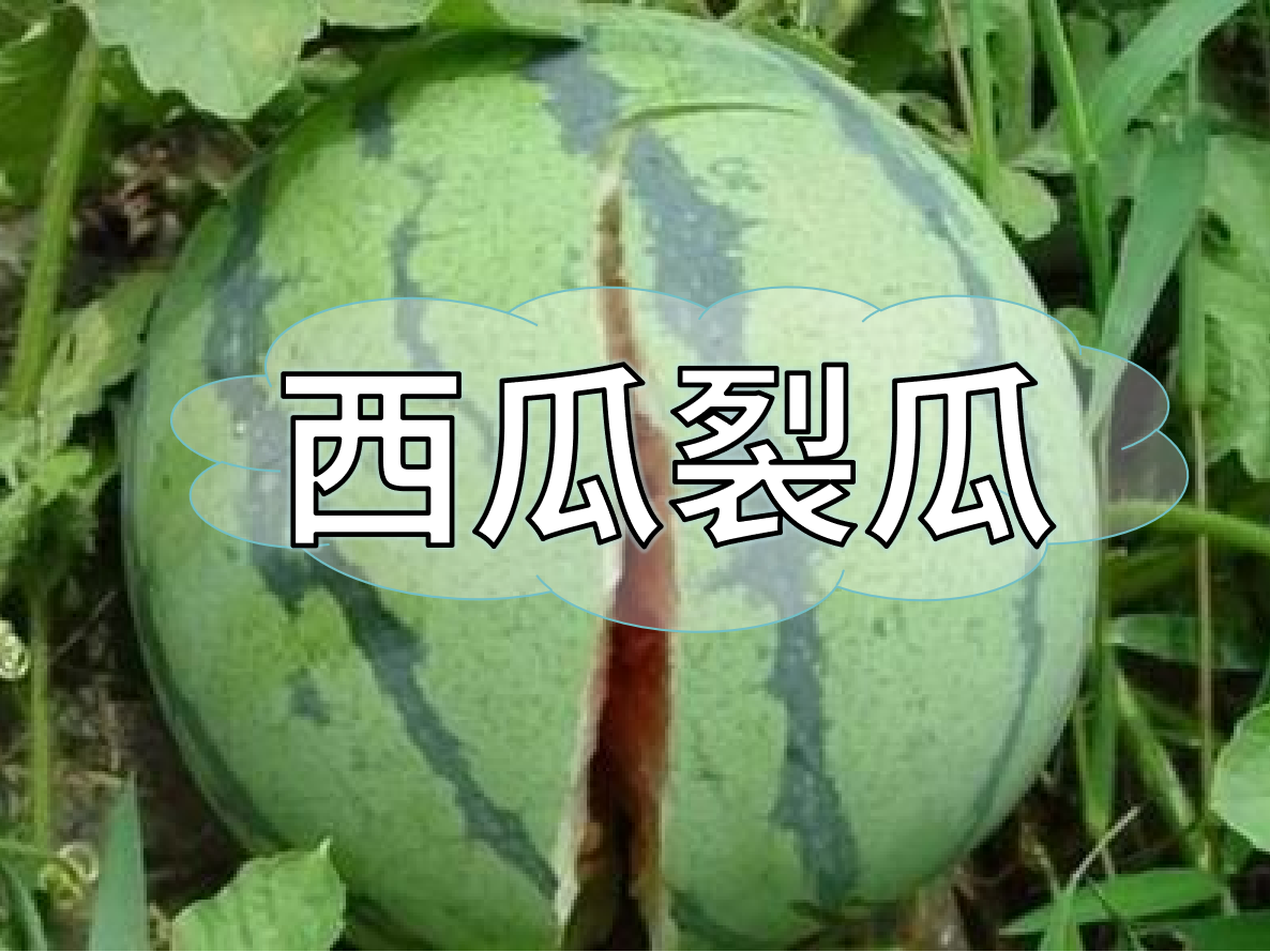 西瓜裂瓜致低產(chǎn)，這樣做，輕松解決問(wèn)題！