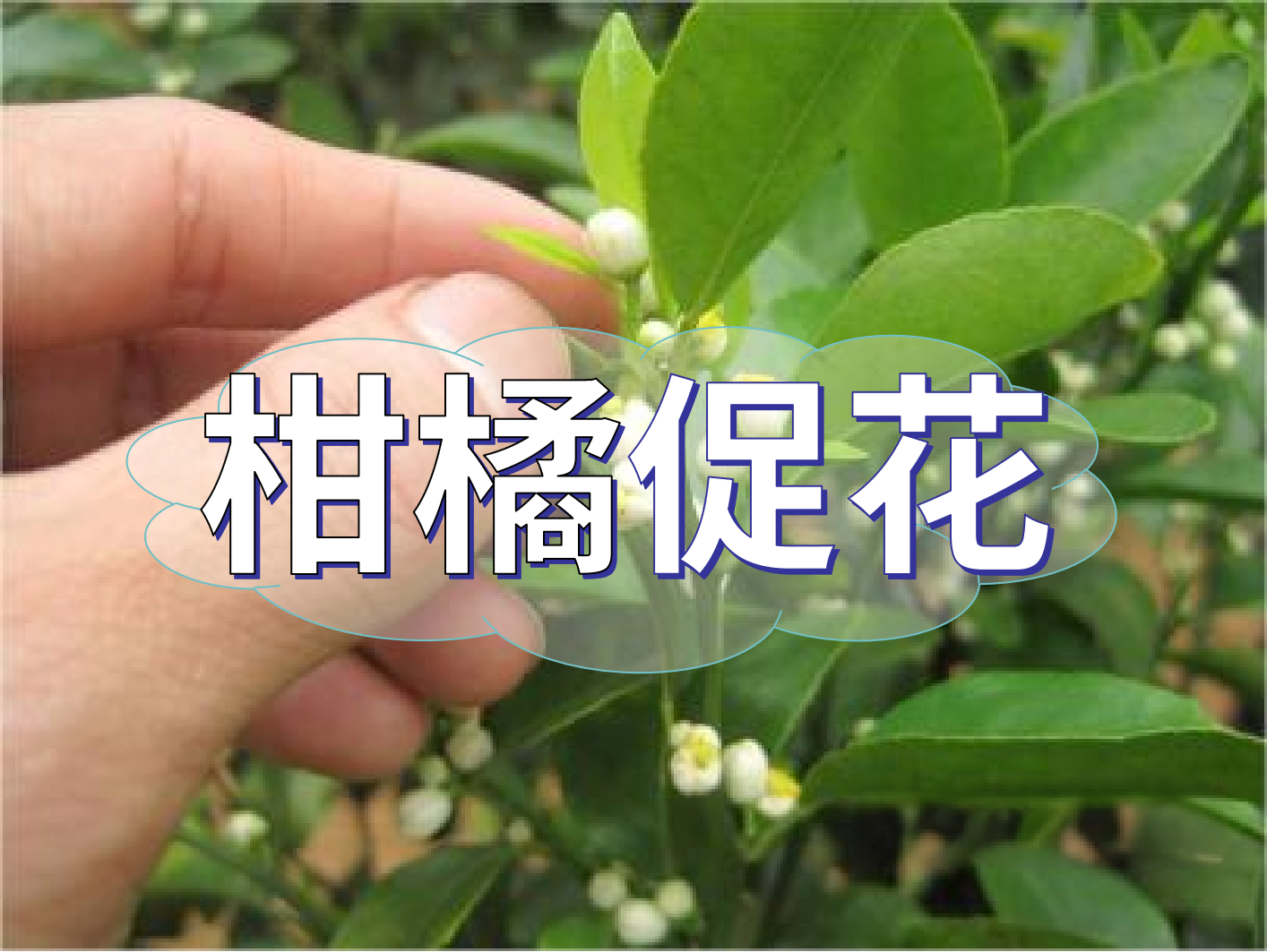 到了柑橘秋梢期，什么時(shí)候促花？