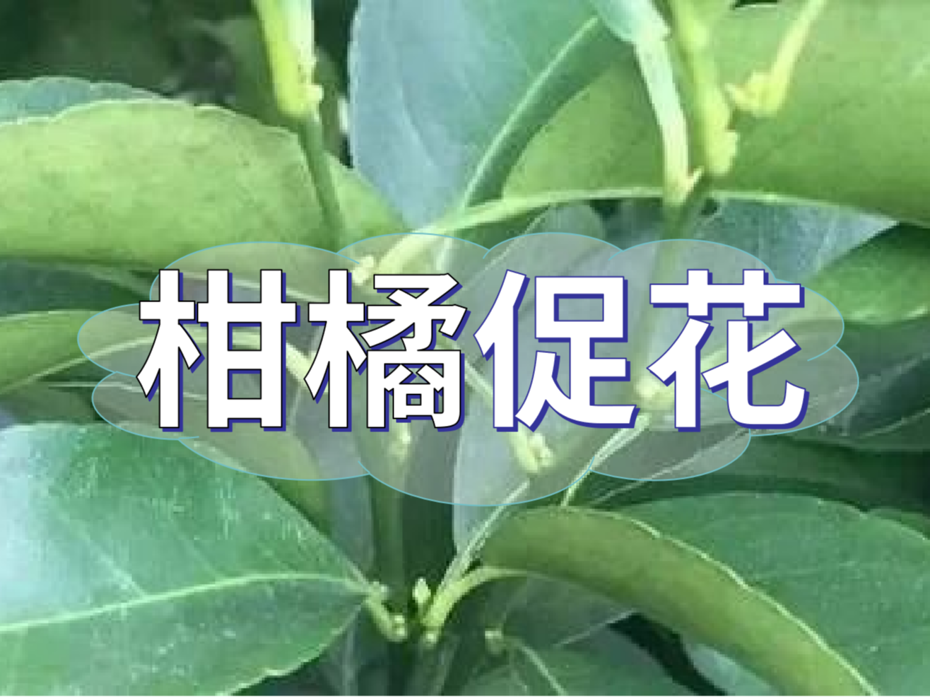 柑橘來(lái)年開(kāi)花多花健壯，這個(gè)促花方案必加上