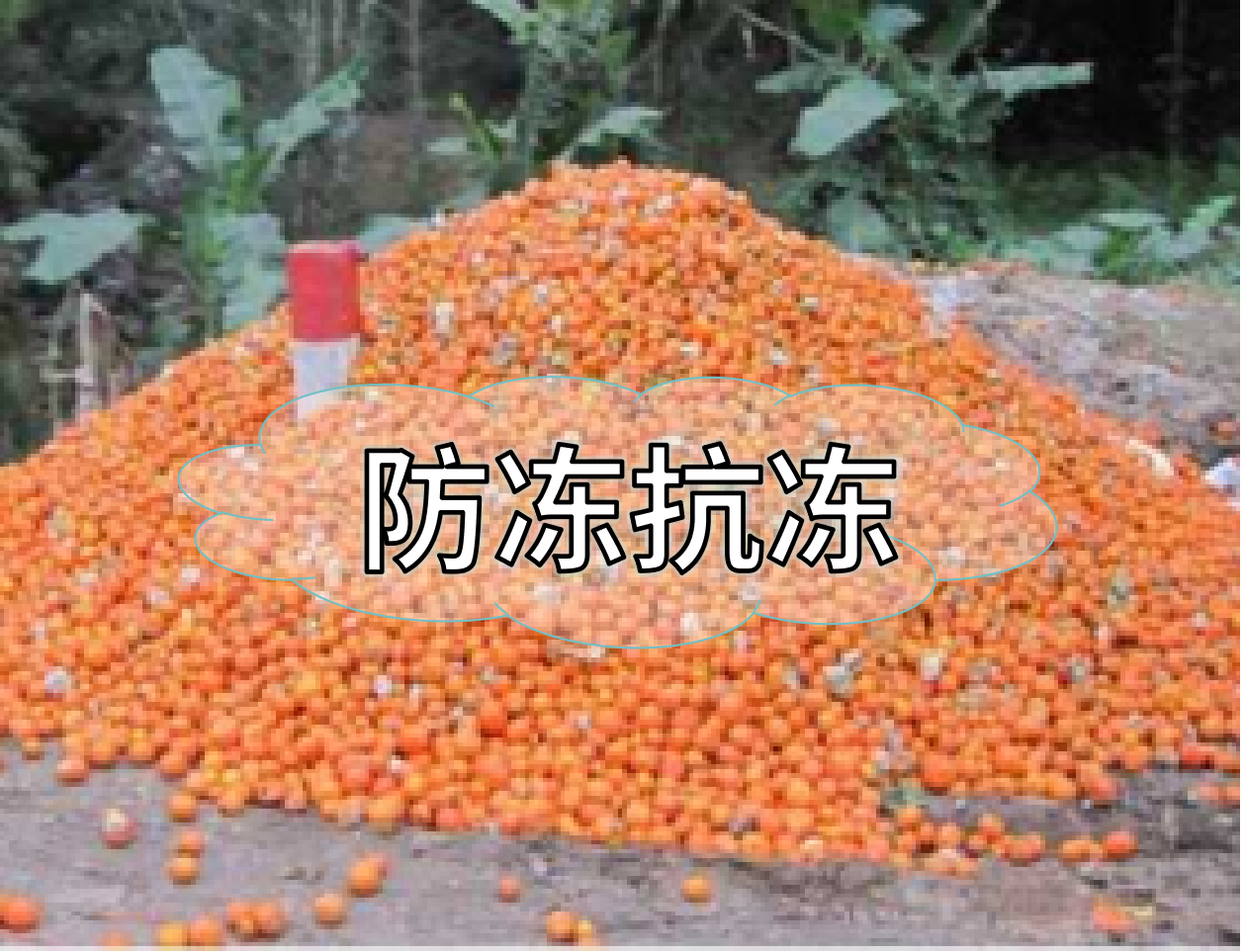 抗凍營(yíng)養提前積累，今年抗凍不愁