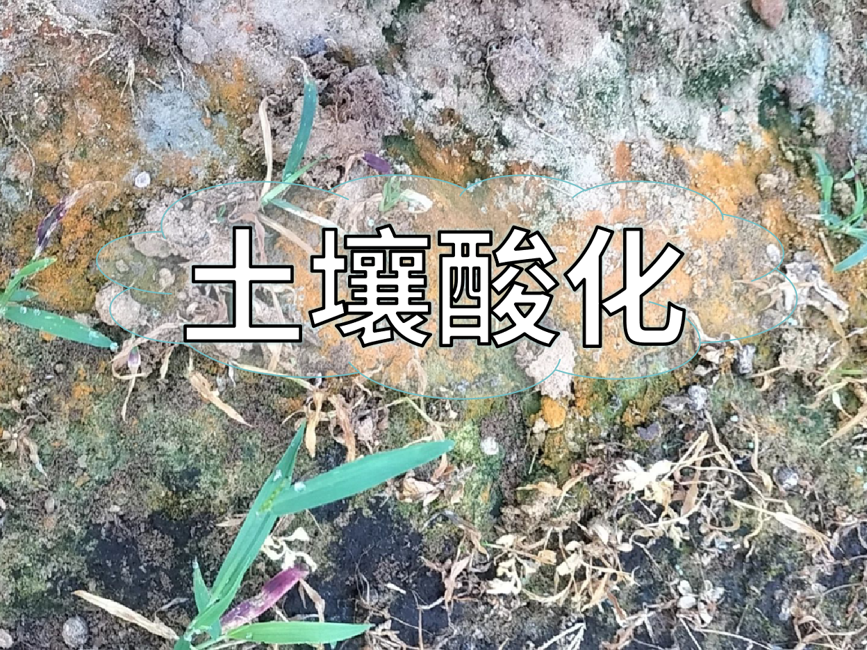 土壤酸化柑橘樹(shù)變黃，教你一招快速調酸防黃化