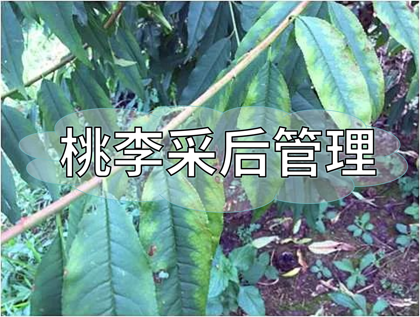 桃樹(shù)采后管理技術(shù)要點(diǎn)：養樹(shù)<i style='color:red'>促花</i>為來(lái)年豐產(chǎn)奠基
