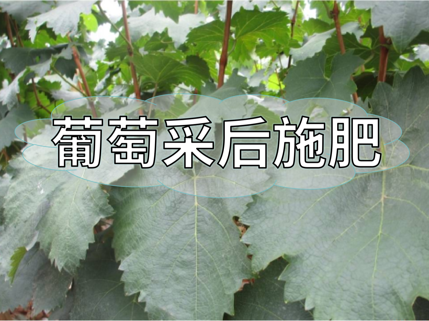 高產(chǎn)葡萄園采后如何施肥？
