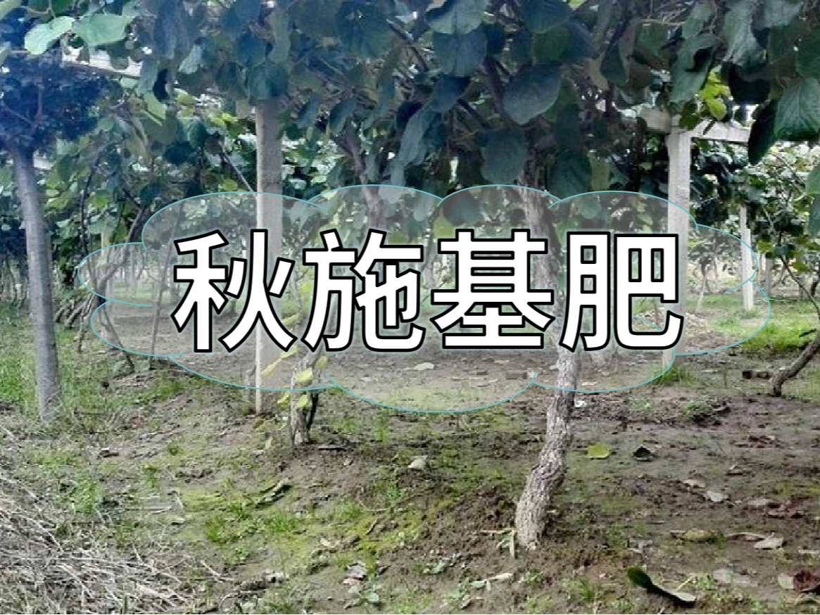 果樹(shù)秋肥要補好更要補對！秋肥方案全附上