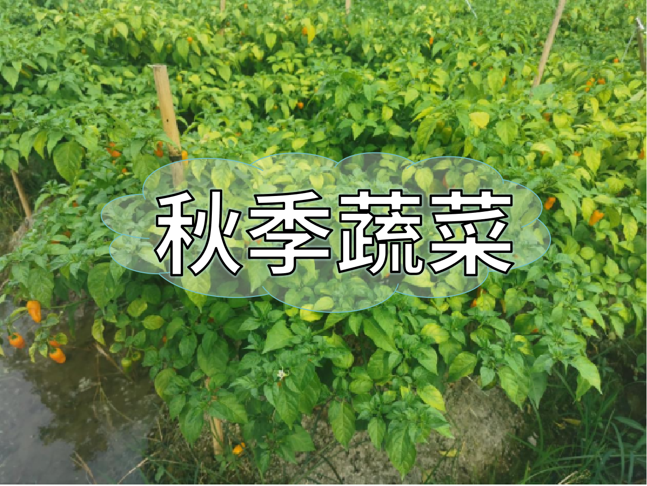 秋種蔬菜，如何提高成活率提高產(chǎn)量