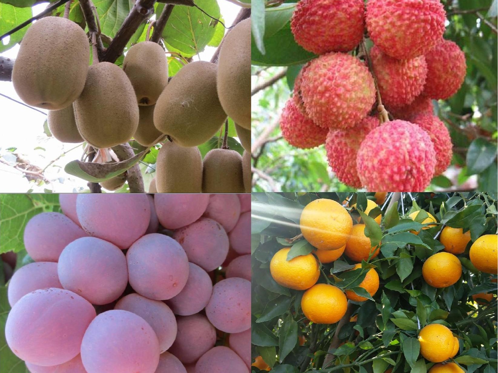 果樹(shù)補鈣全攻略：告別裂果爛果，種出優(yōu)質(zhì)好果