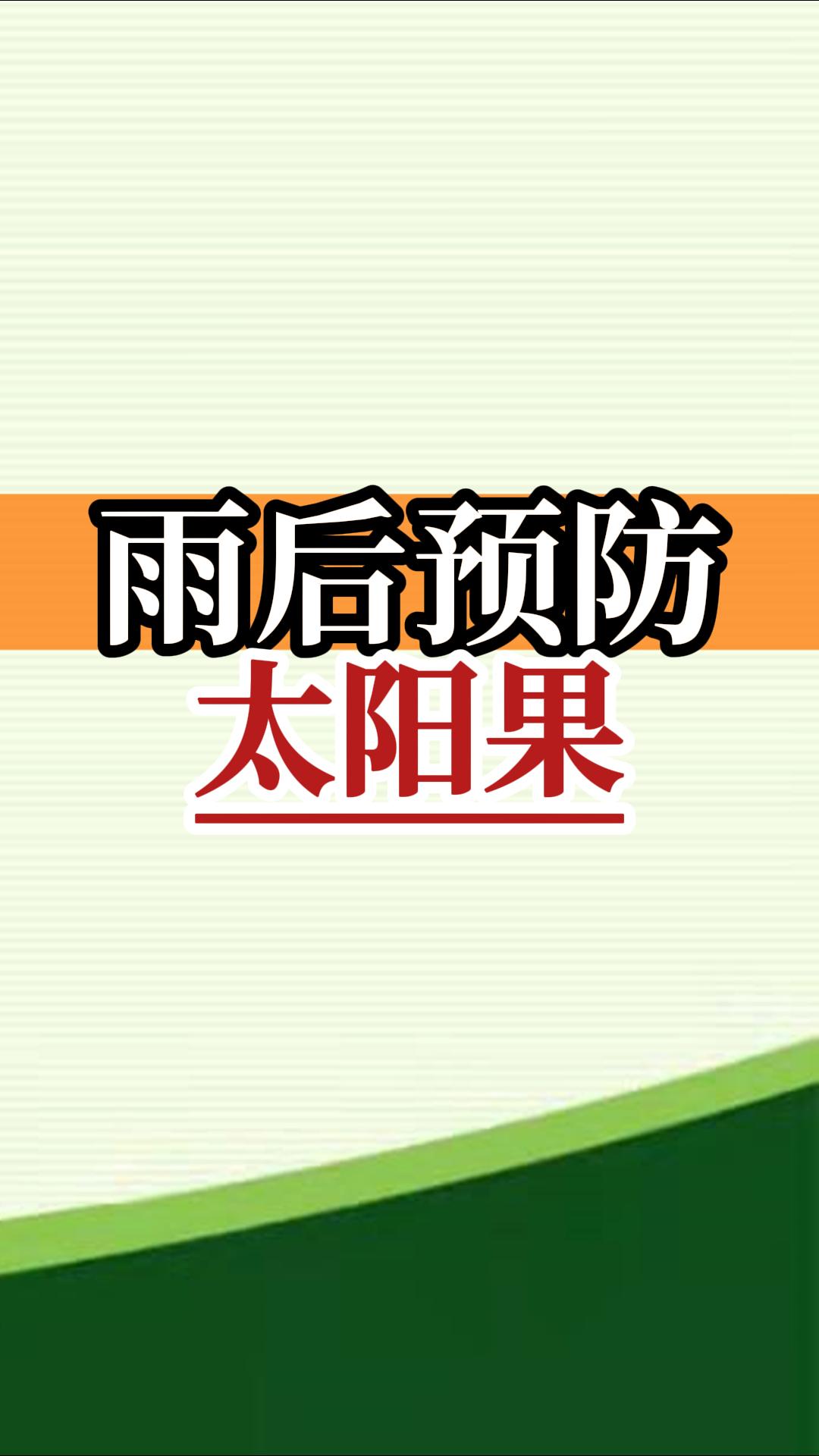 雨后高溫柑橘更易曬傷，及時(shí)管理預防太陽(yáng)果