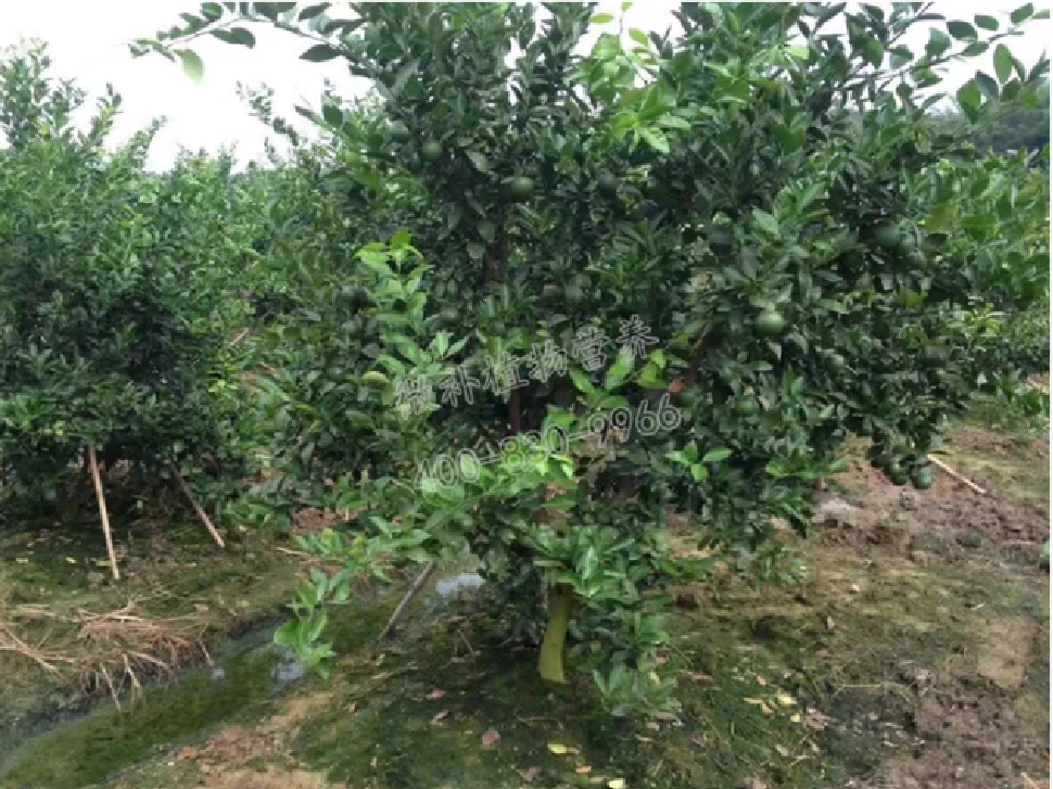 別人果園落果慘重，為何她的果園黃蒂落果少？