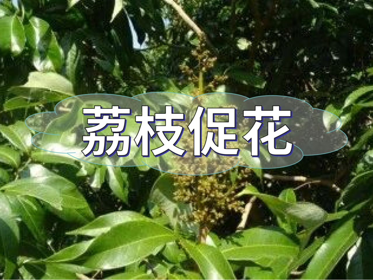 早熟荔枝，開(kāi)始促花啦！