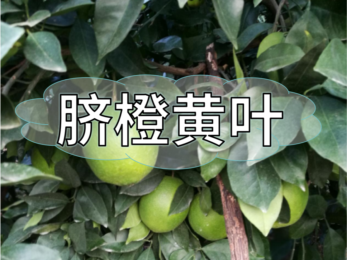 臍橙缺素黃葉越來(lái)越多，如何預防和補救
