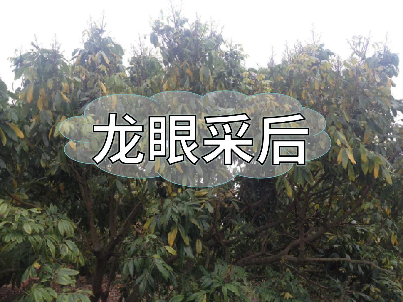 龍眼采摘后，做好保樹(shù)工作，預防大小年