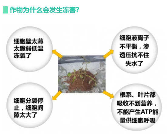 讓作物安全過(guò)冬的實(shí)用小妙招，速看