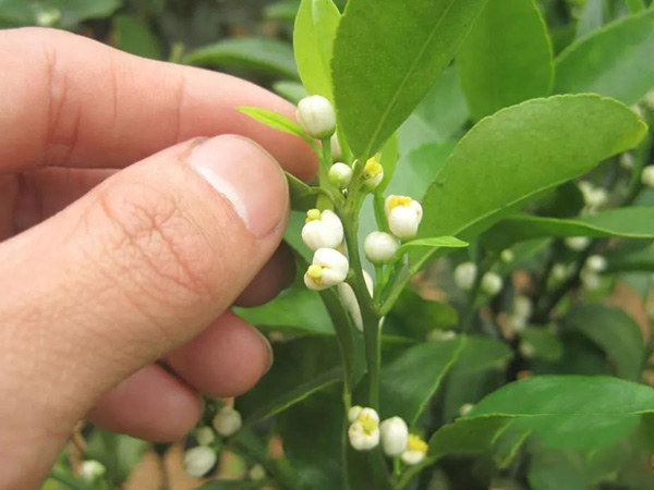 沃柑茂谷柑來(lái)花多要疏花，促花工作就不做了，小心花多不壯