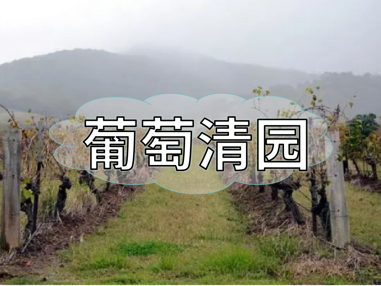 葡萄清園怎么進(jìn)行？