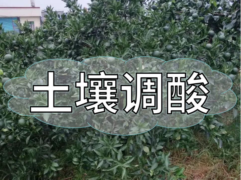 柑橘膨大期，土壤調酸與施膨果肥一樣重要