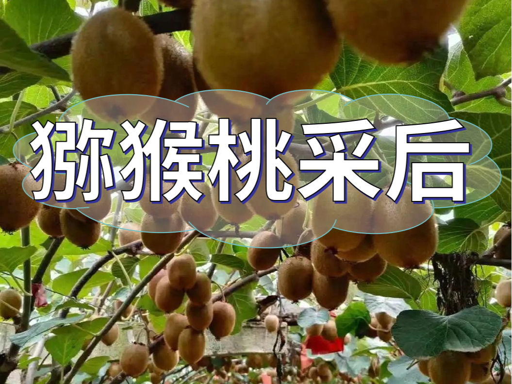 獼猴桃采后做好3點(diǎn)，來(lái)年繼續大豐收