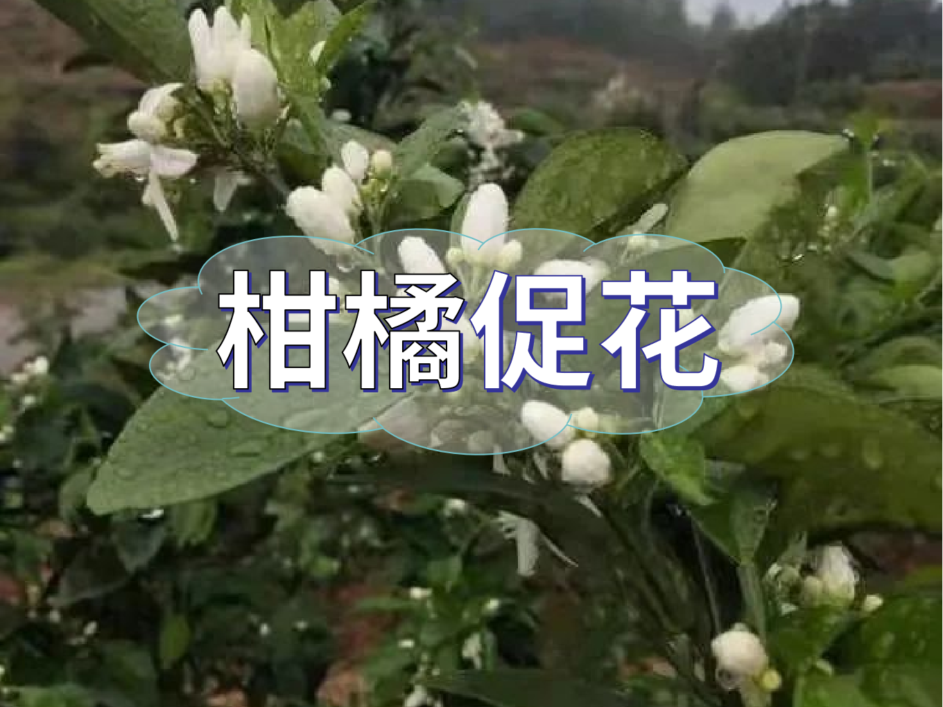 柑橘<i style='color:red'>促花</i>三要領(lǐng)，促進(jìn)優(yōu)質(zhì)花的形成