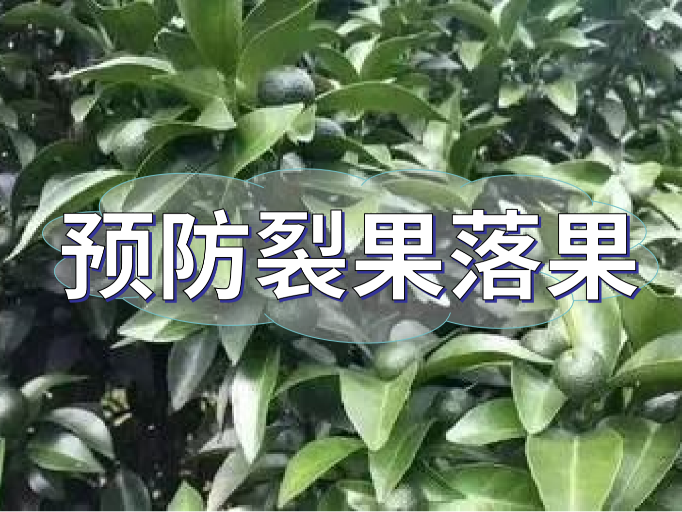 柑橘落果裂果高峰期，要先預防