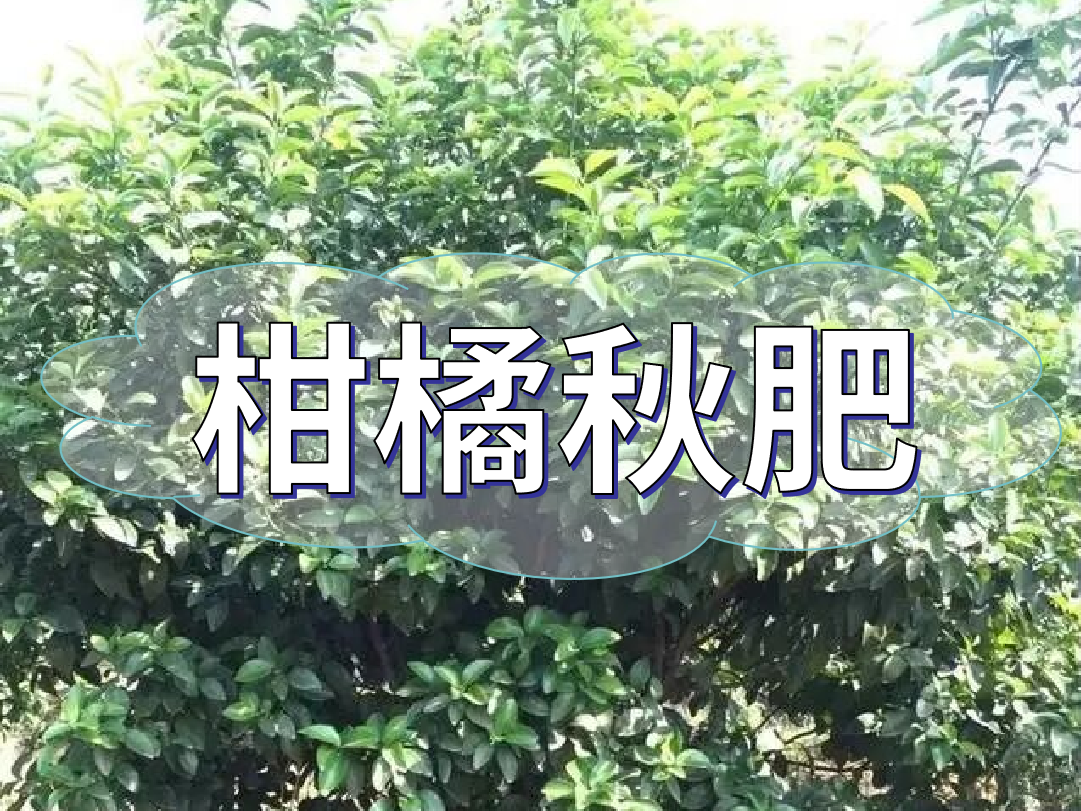 柑橘秋肥用得好產(chǎn)量不會(huì )少！怎么施？