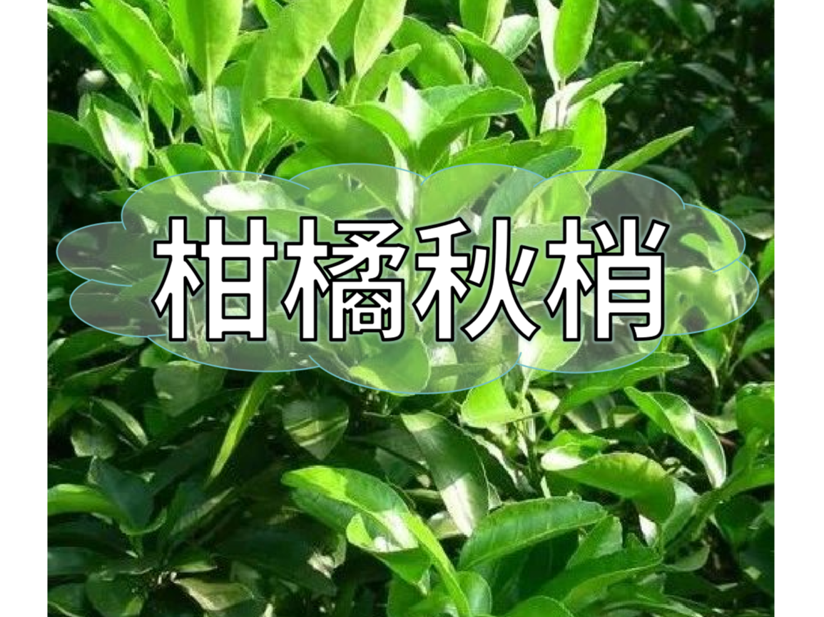 秋梢放不出怎么辦？如何放出健壯秋梢？